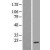 Western Blot: Bad Lysate [NBL1-07900] - Western Blot experiments.  Left-Control; Right -Over-expression Lysate for BAD.